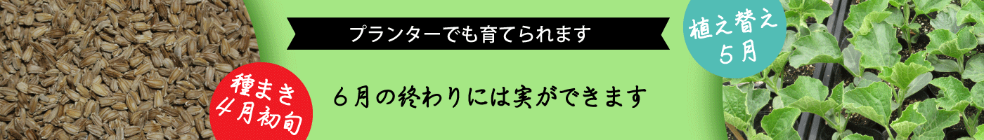 瓢箪栽培