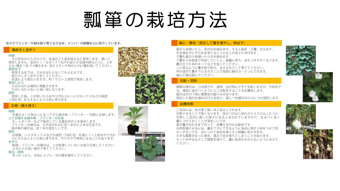 瓢箪棚での栽培例