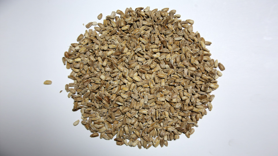 瓢箪棚での栽培例