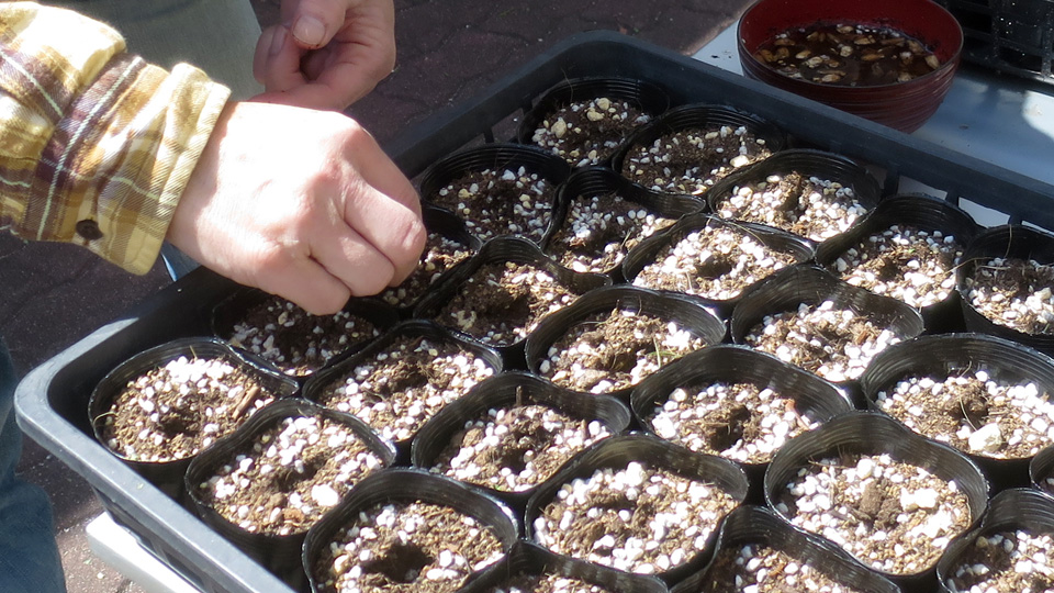 瓢箪の種の入手