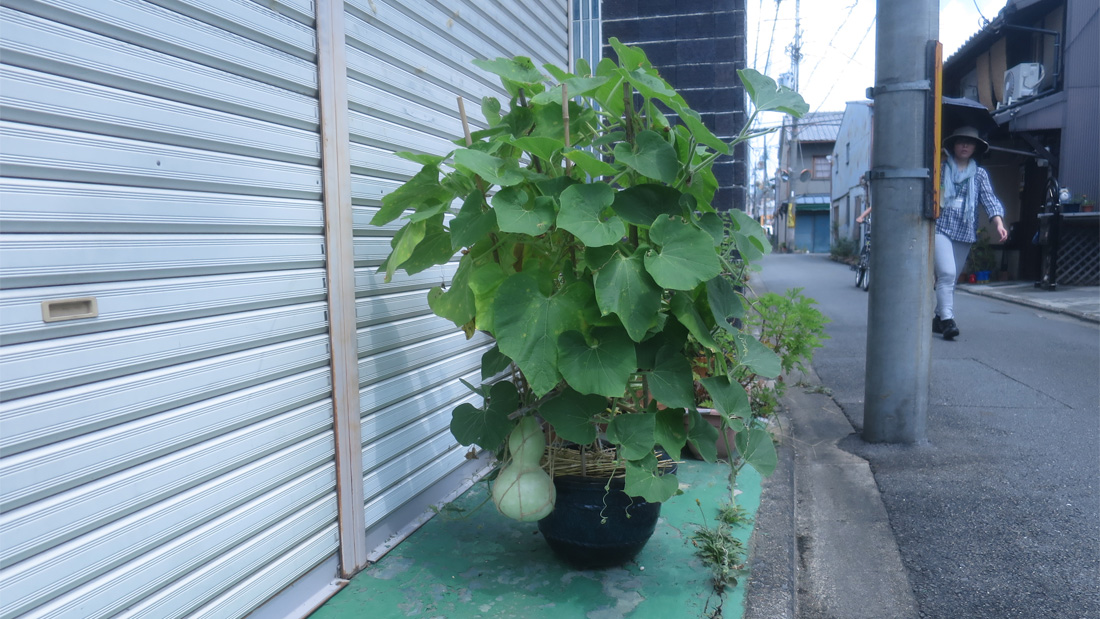 瓢箪の栽培例