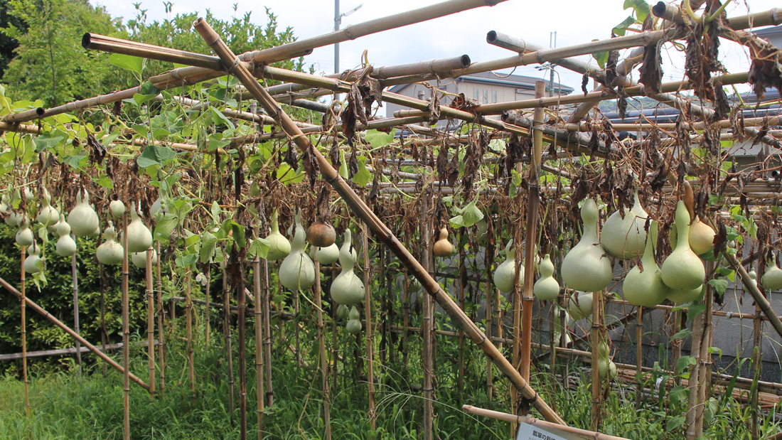 瓢箪の栽培　工作をするための収穫の目安