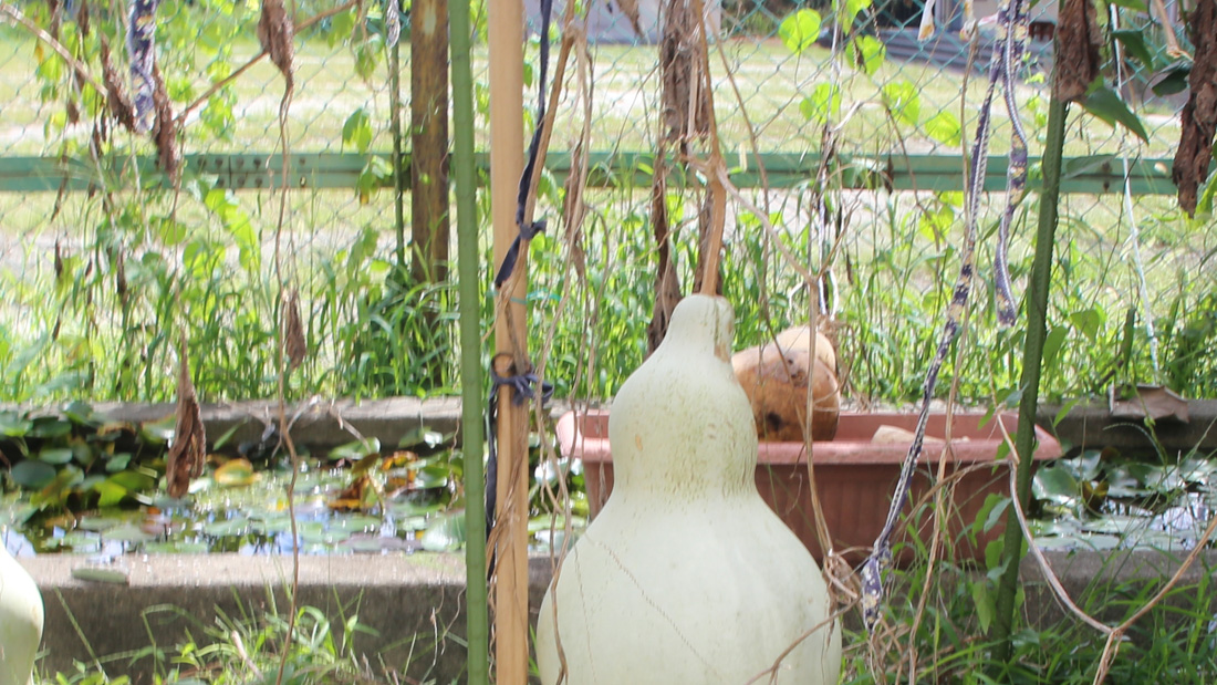 瓢箪の栽培　工作をするための収穫の目安