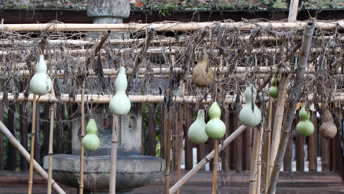 瓢箪の栽培　工作をするための収穫の目安