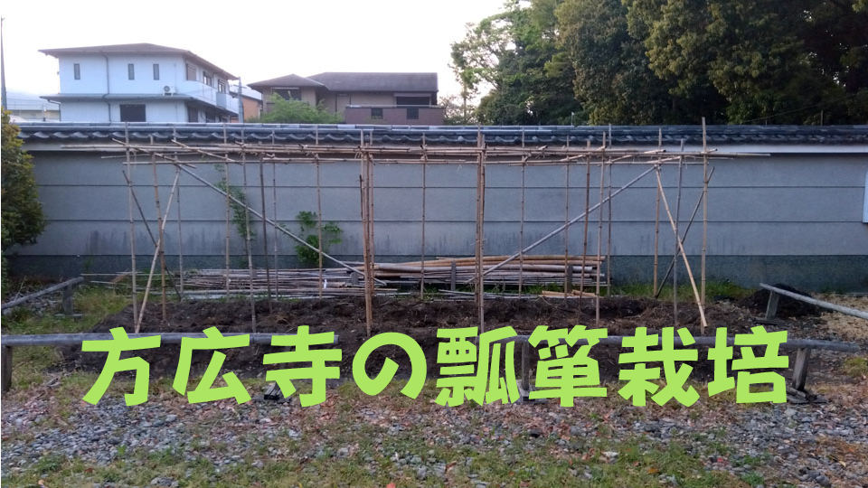 方広寺での瓢箪栽培
