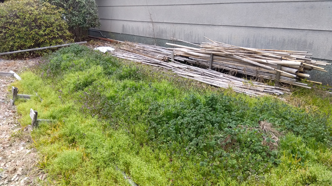 瓢箪の栽培　３月