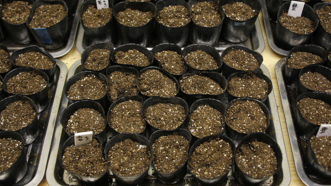 瓢箪の栽培　３月