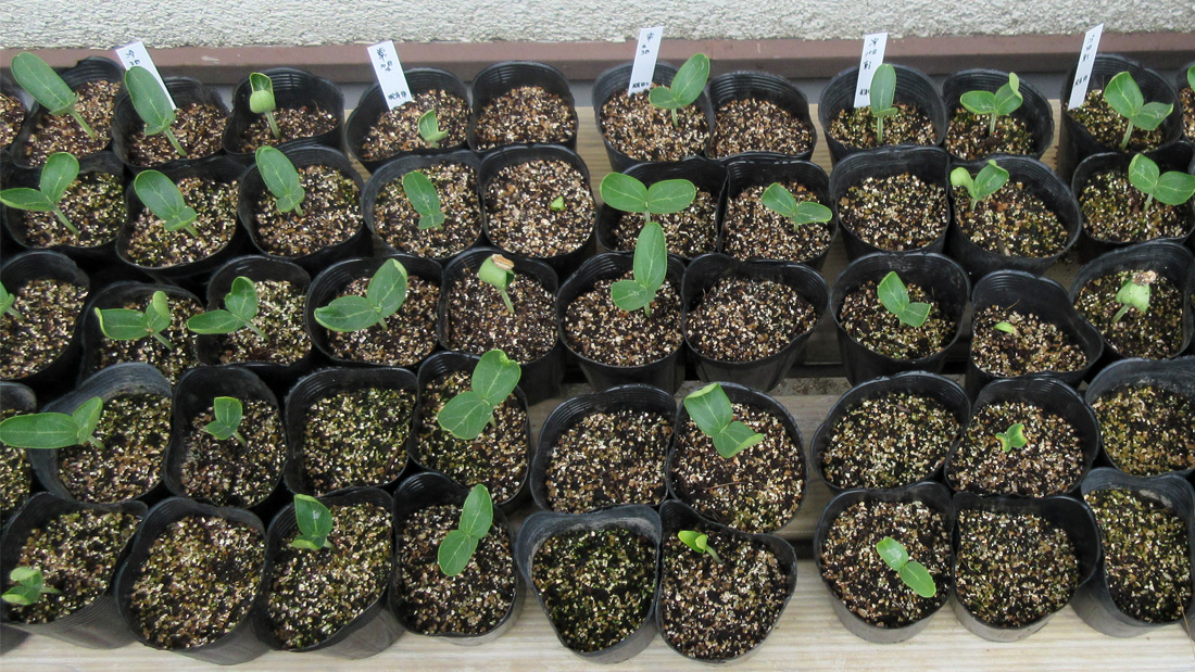 瓢箪の栽培　３月