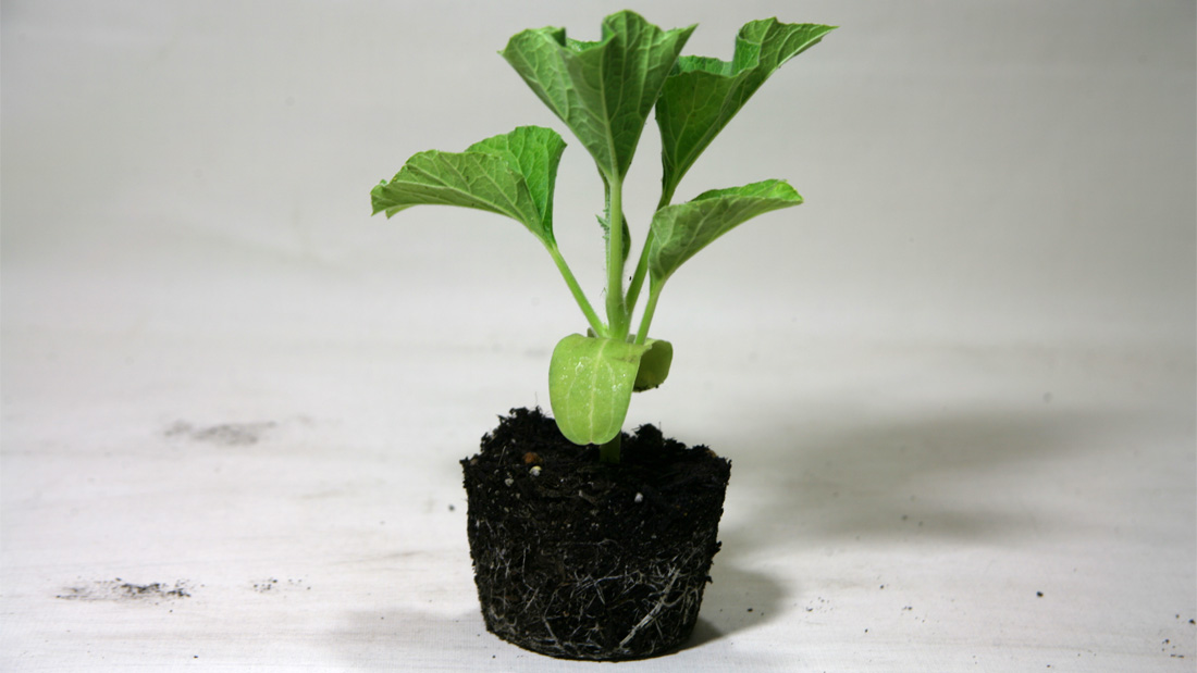 瓢箪の栽培　３月