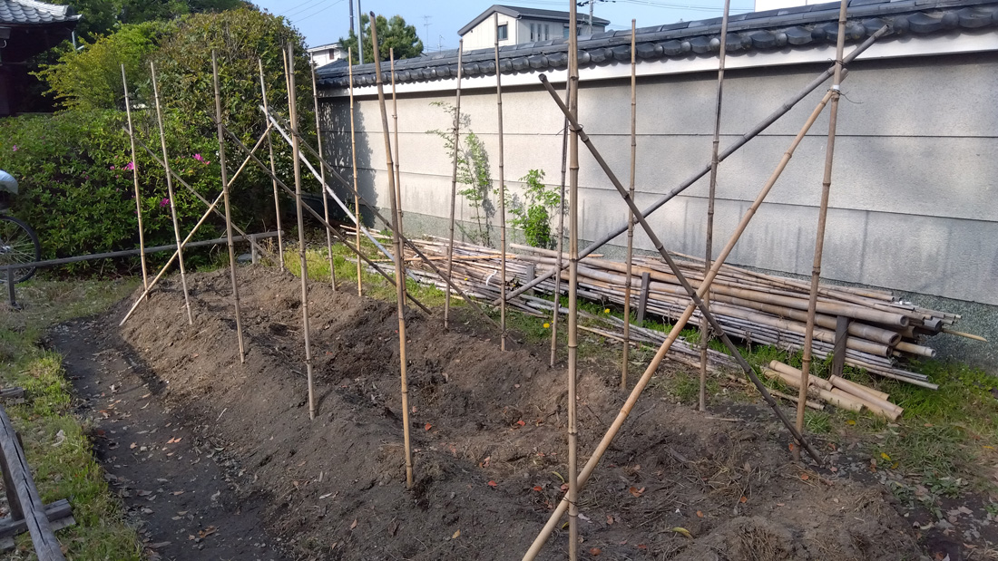 瓢箪の栽培　４月