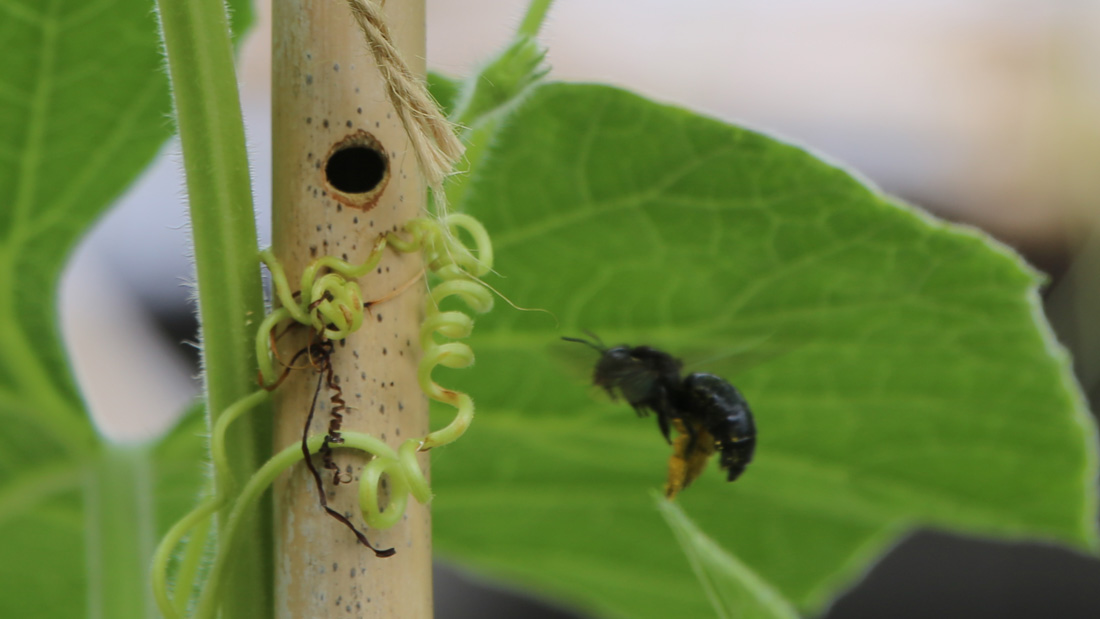 瓢箪の栽培　４月