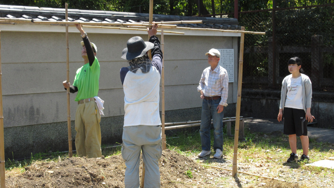瓢箪の栽培　４月