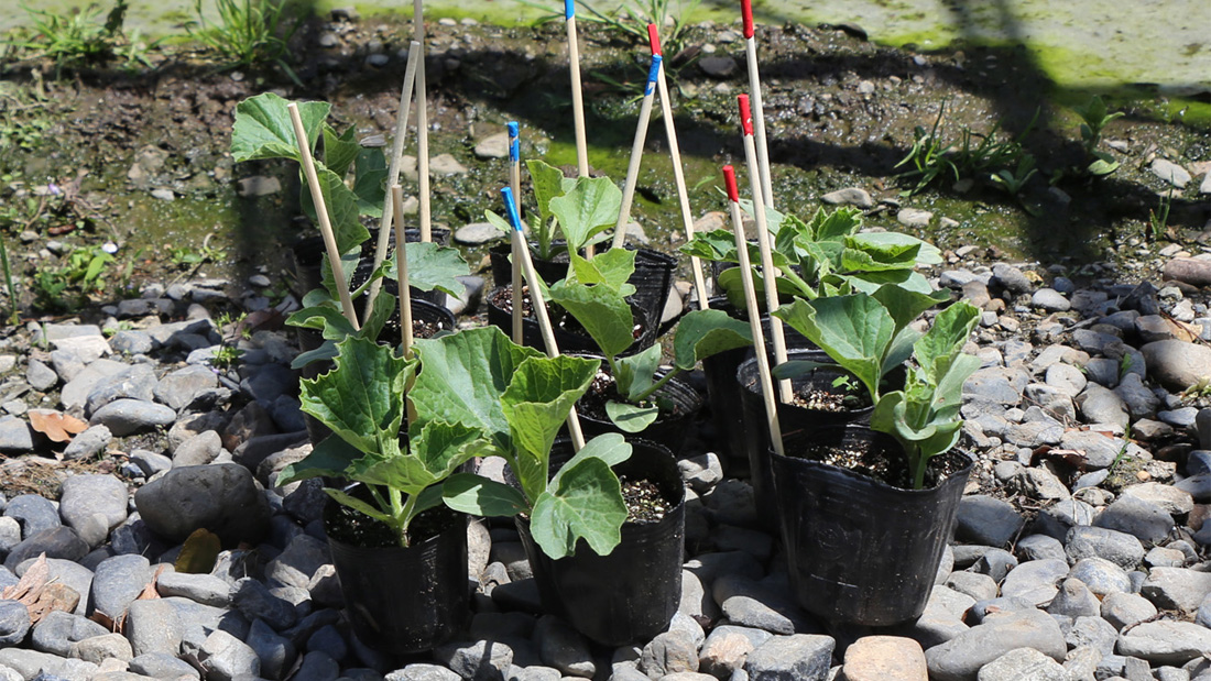 瓢箪の栽培　５月