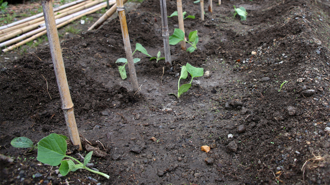 瓢箪の栽培　５月