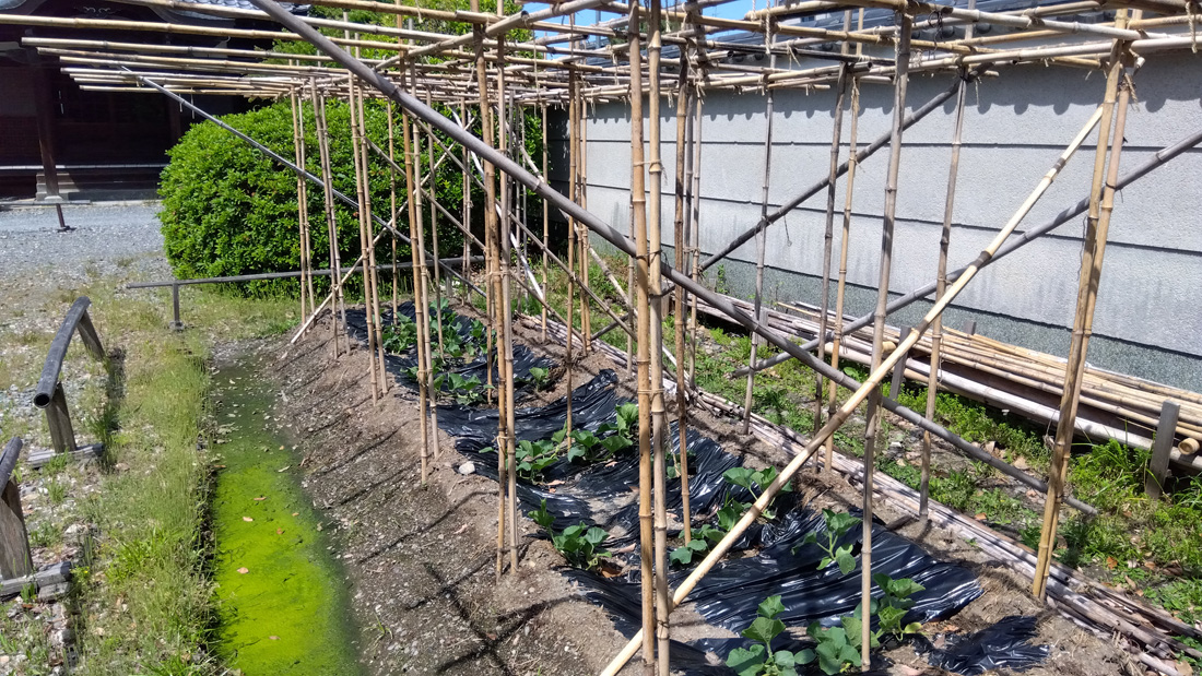 瓢箪の栽培　５月