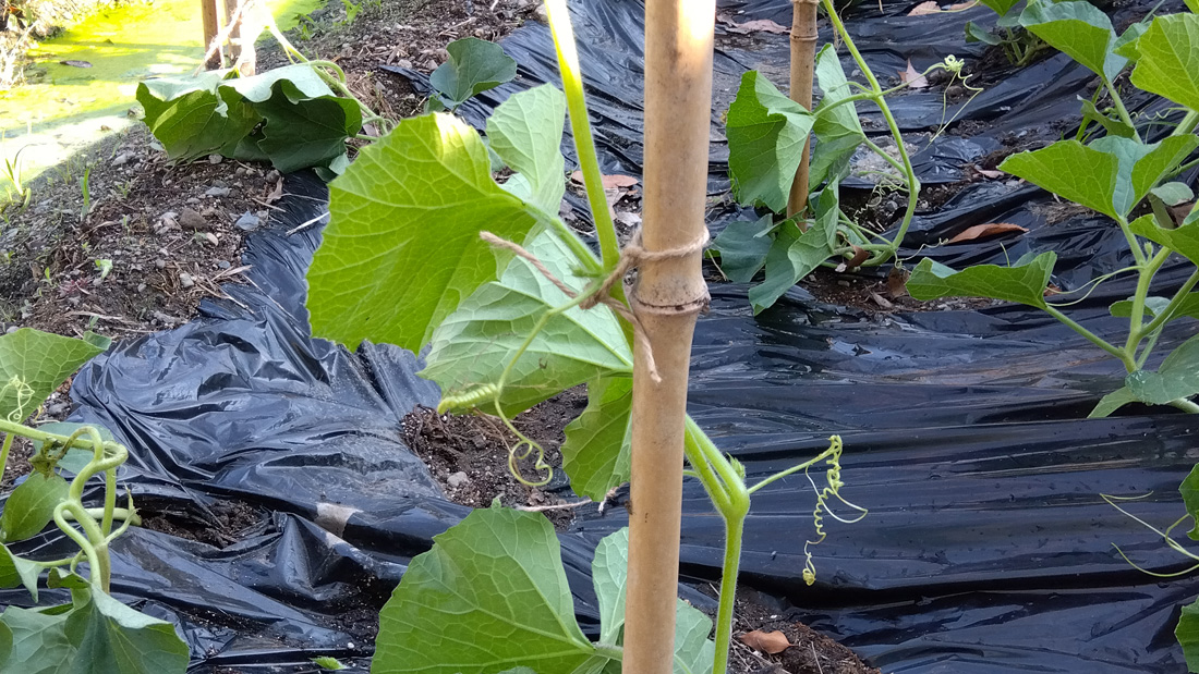 瓢箪の栽培　５月