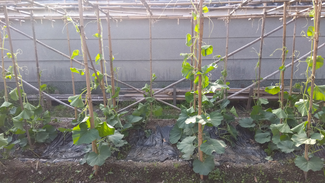 瓢箪の栽培　５月