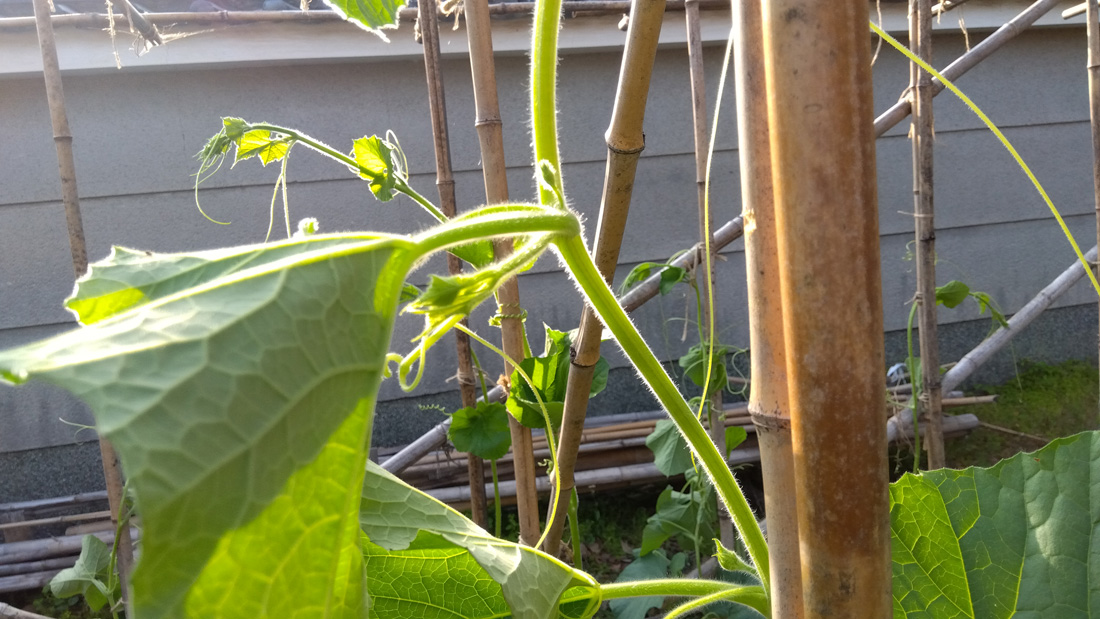 瓢箪の栽培　５月