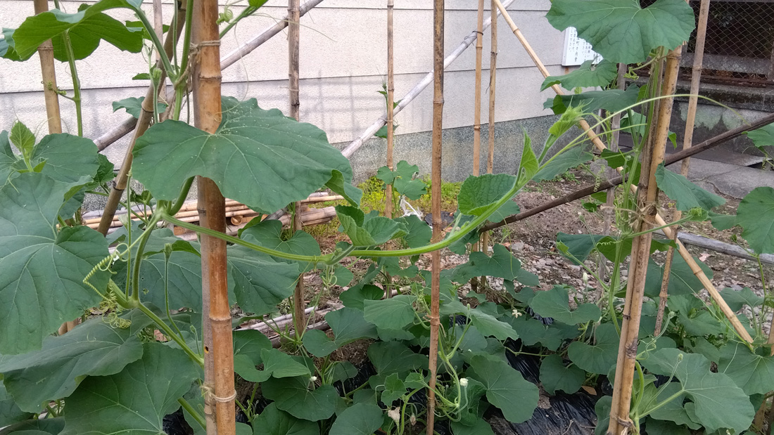 瓢箪の栽培　５月