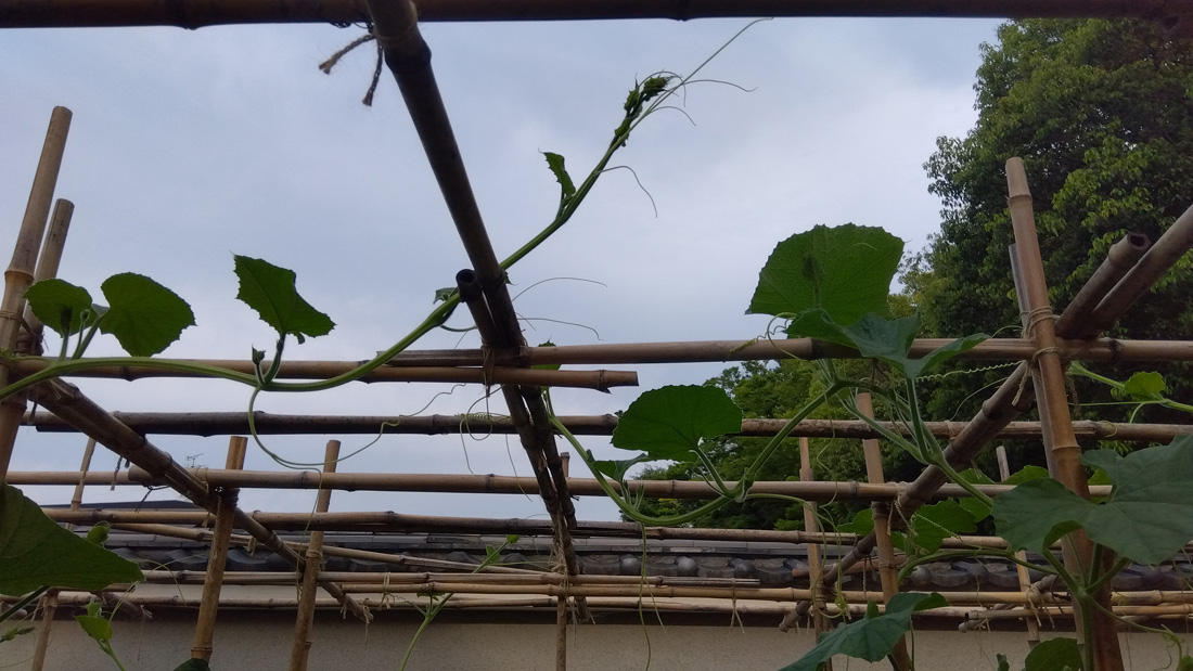 瓢箪の栽培　５月