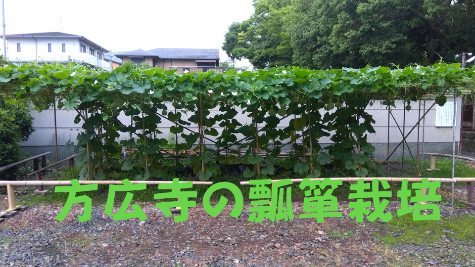 方広寺での瓢箪栽培