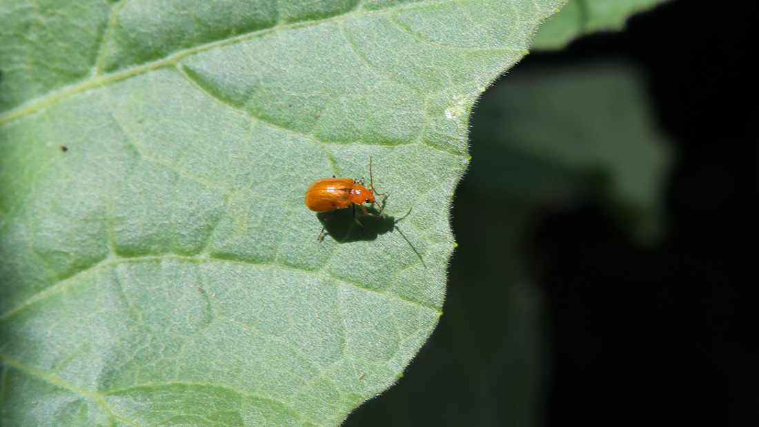 瓢箪の害虫　５月