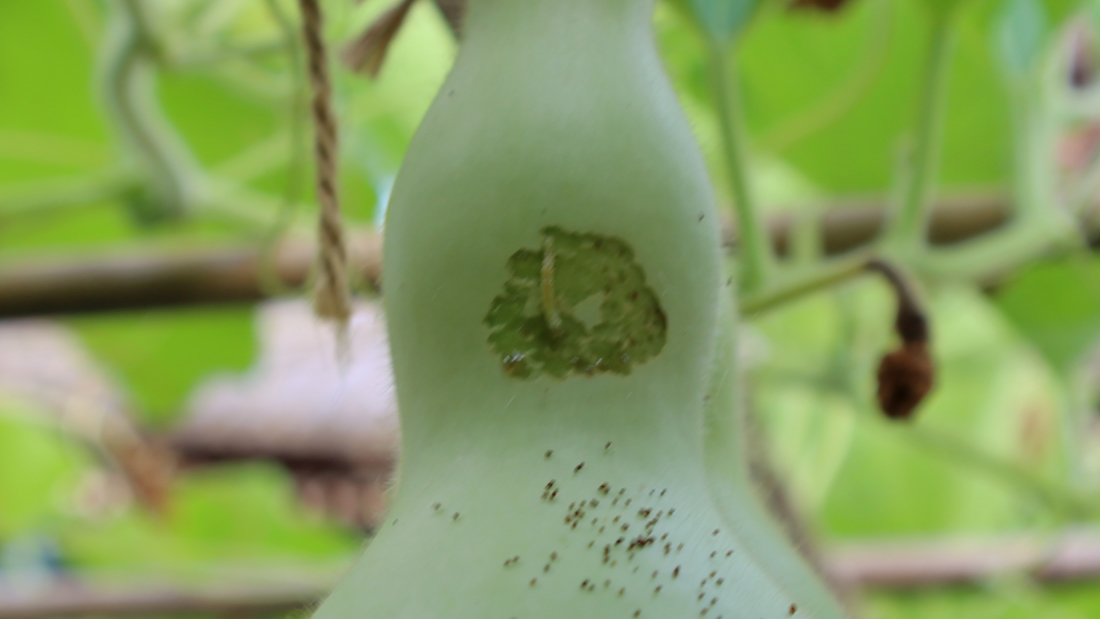 瓢箪の害虫　５月
