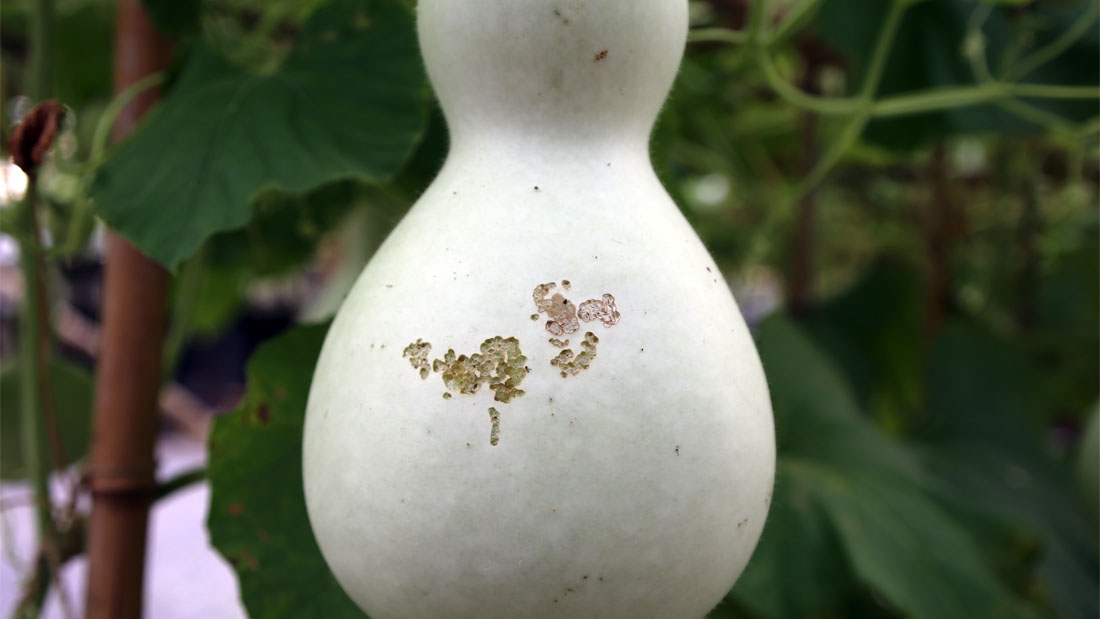 瓢箪の害虫　５月