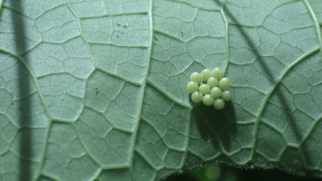瓢箪の害虫　５月