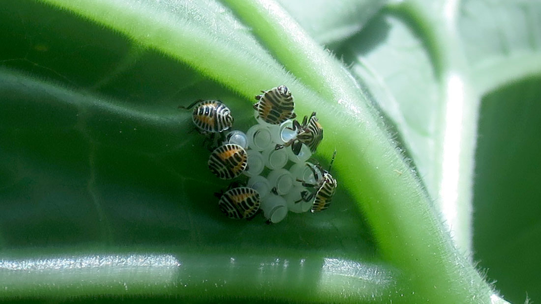 瓢箪の害虫　５月