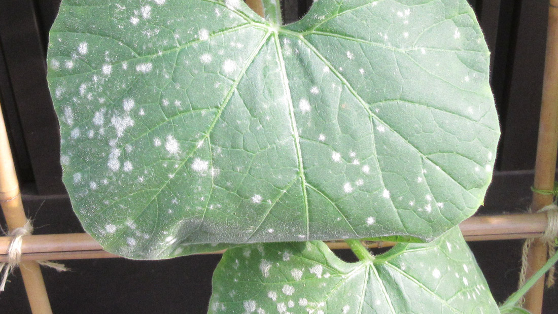 瓢箪の栽培　３月