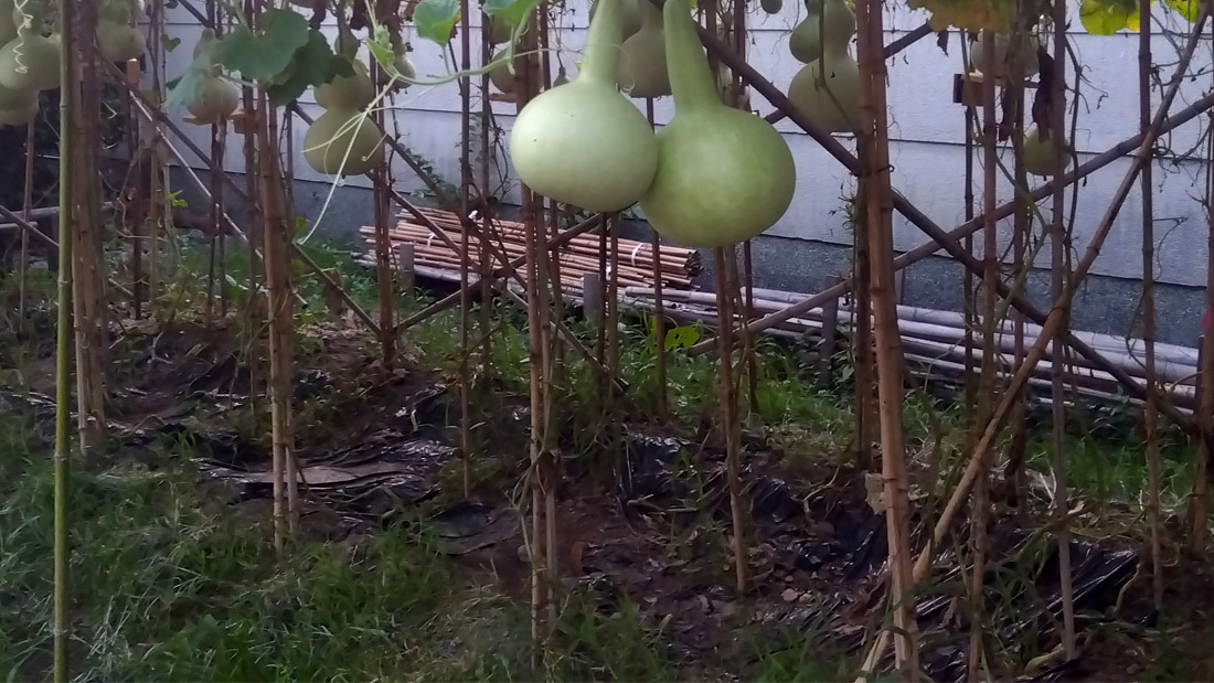 瓢箪の栽培　６月