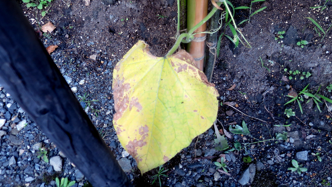 瓢箪の栽培　６月