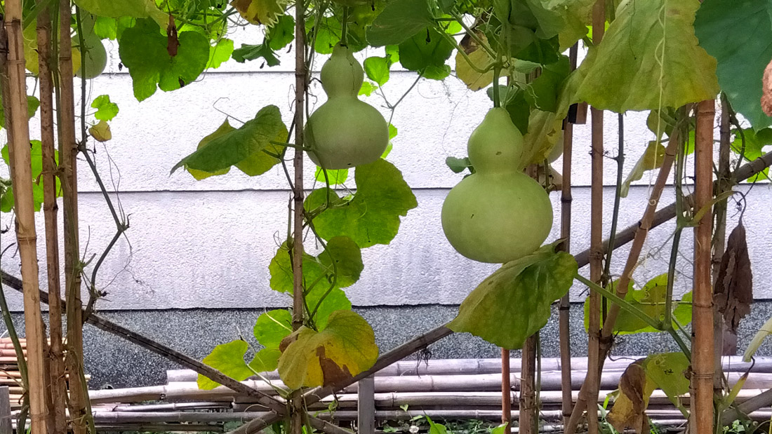 瓢箪の栽培　６月