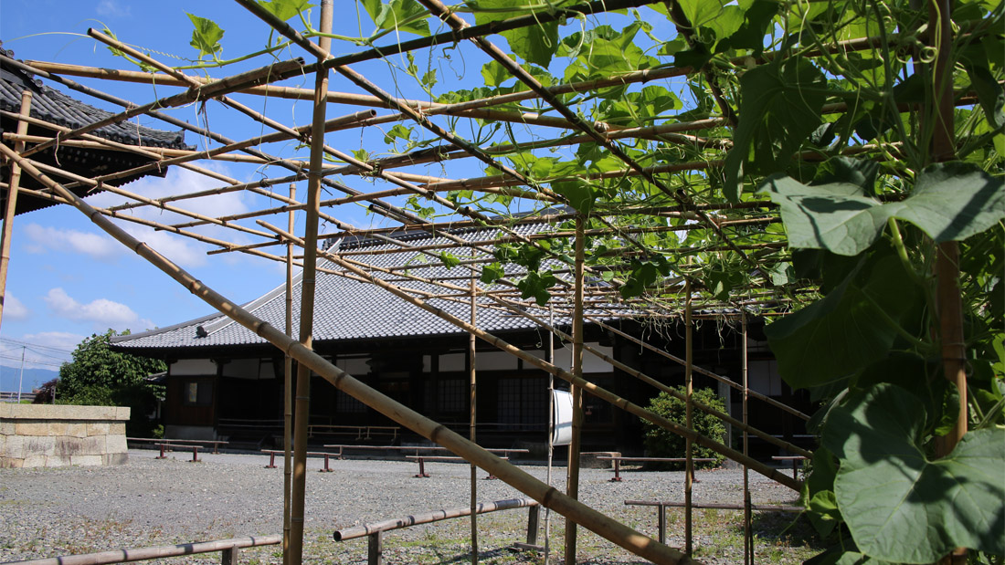 瓢箪の栽培　５月