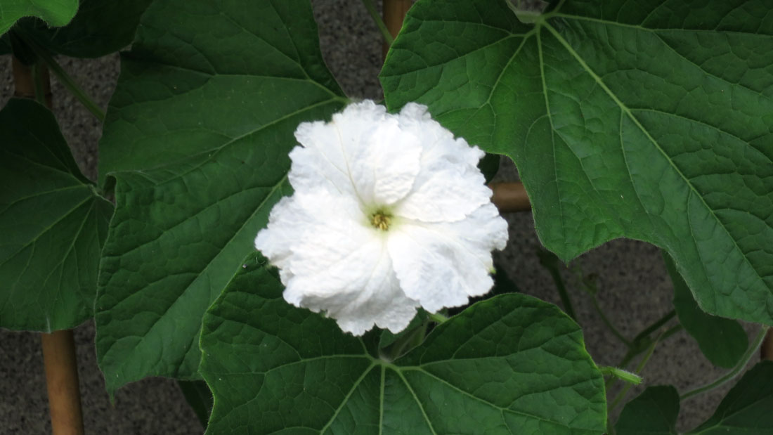 瓢箪の栽培　６月