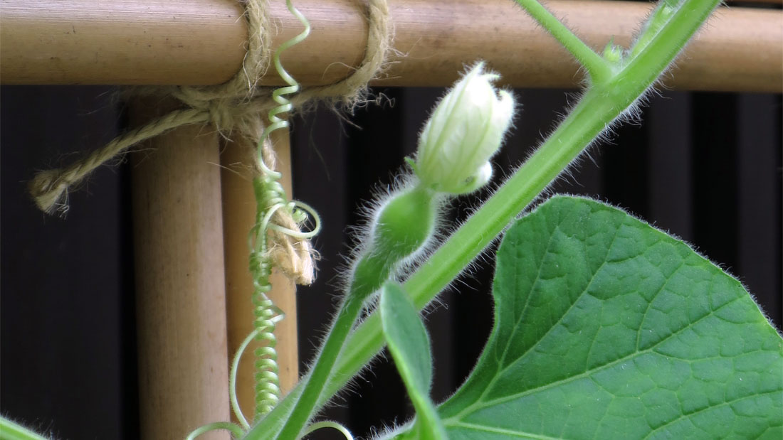 瓢箪の栽培　６月