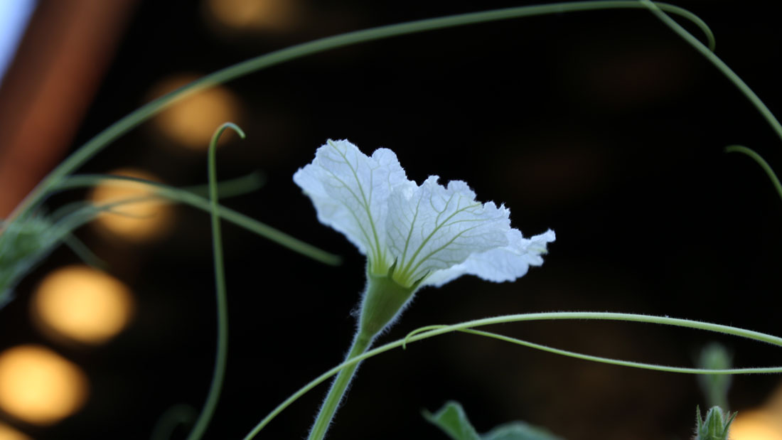 瓢箪の栽培　６月