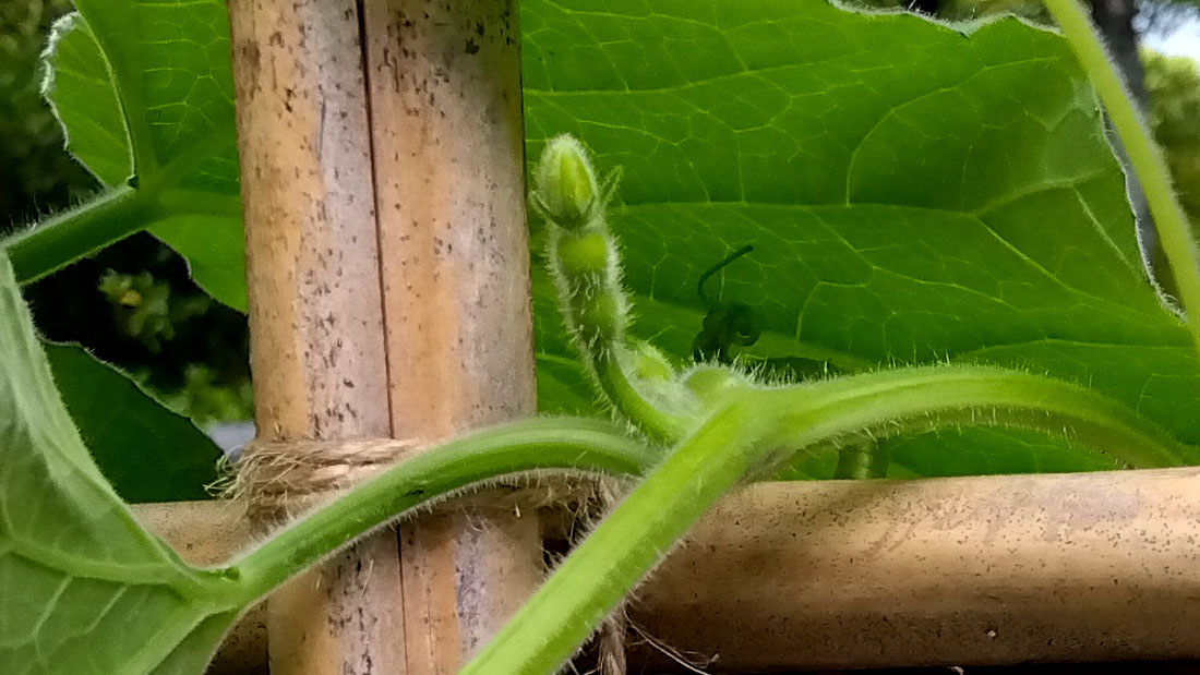 瓢箪の栽培　６月