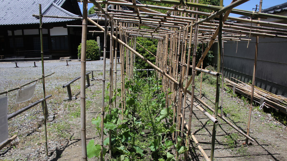 瓢箪の栽培　６月