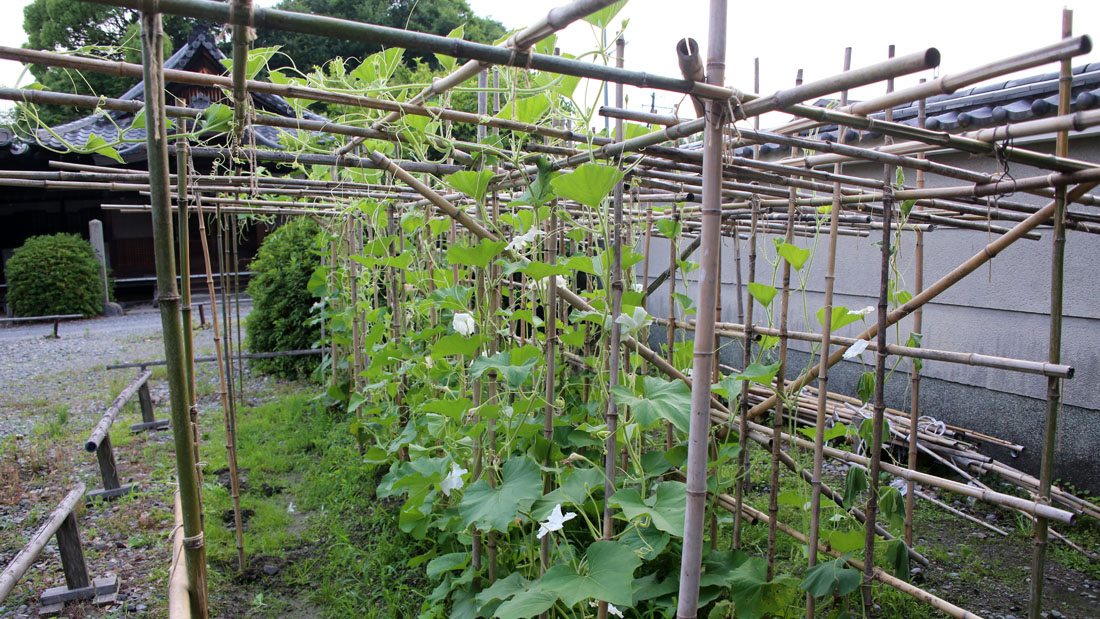 瓢箪の栽培　６月