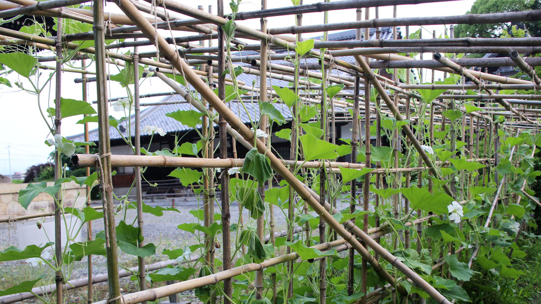 瓢箪の栽培　６月