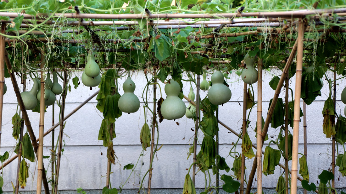 瓢箪の栽培　水枯れ
