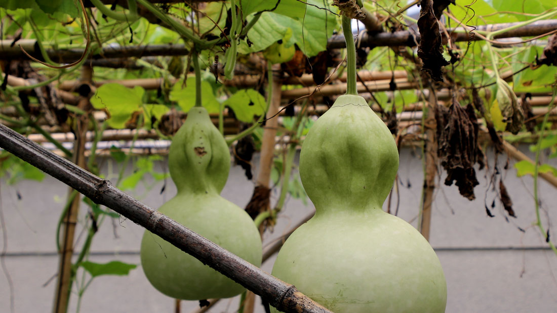 瓢箪の栽培　水枯れ