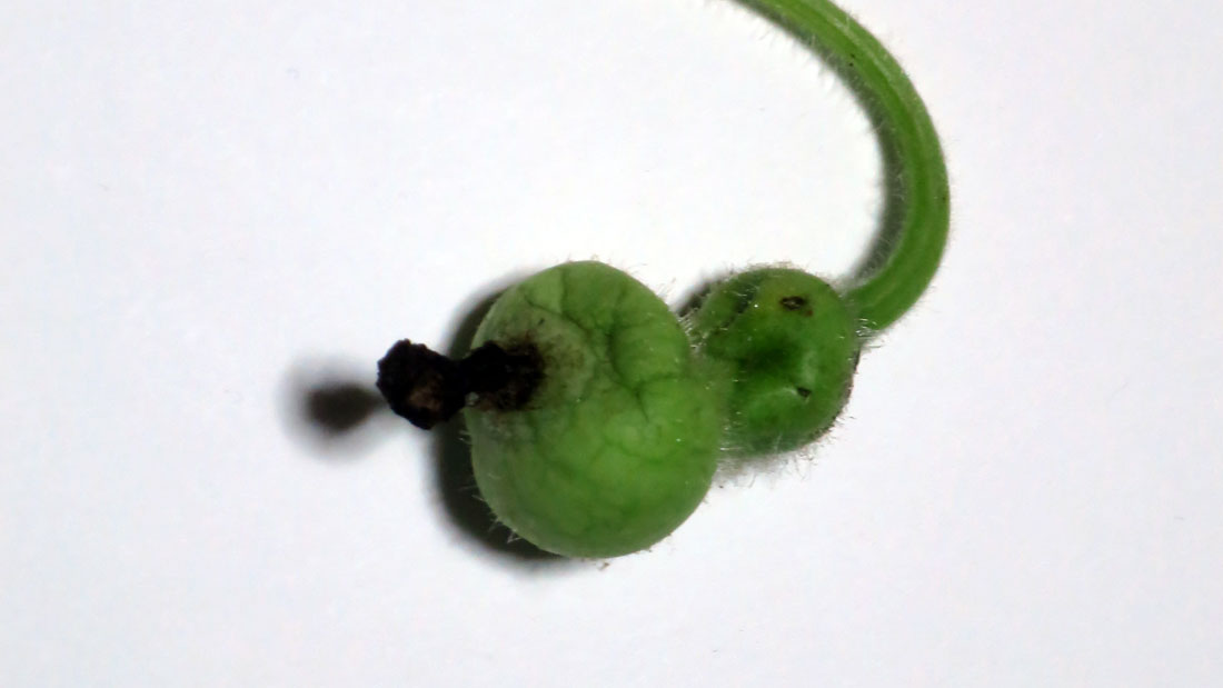 瓢箪の栽培　水枯れ