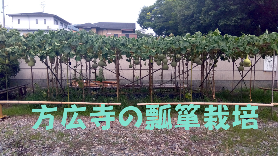 方広寺での瓢箪栽培