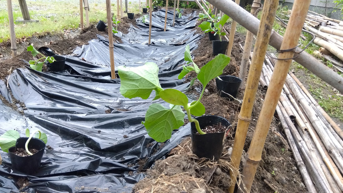 瓢箪の植え付け