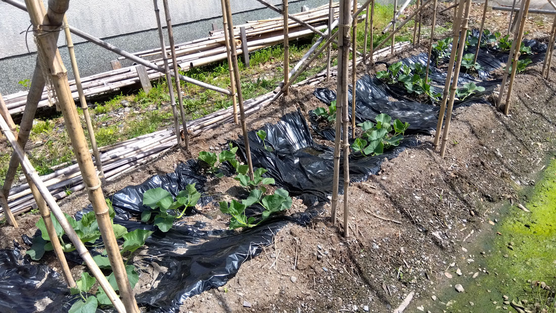 瓢箪の棚組