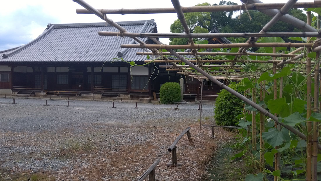 方広寺での瓢箪栽培2025