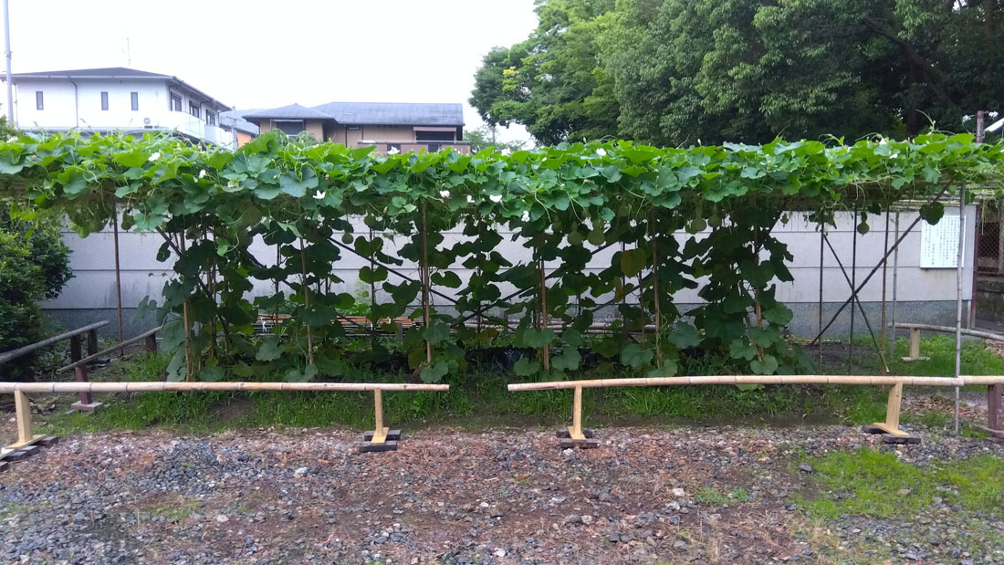 瓢箪の棚の拡張